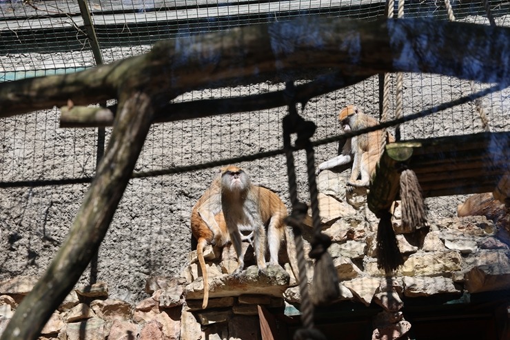Rīga ZOO uzsāk «Himalaju» ekspozīcijas būvniecību, netraucējot apmeklētāju plūsmai un dzīvniekiem 393291