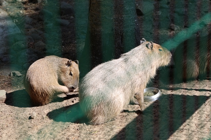 Rīga ZOO uzsāk «Himalaju» ekspozīcijas būvniecību, netraucējot apmeklētāju plūsmai un dzīvniekiem 393292