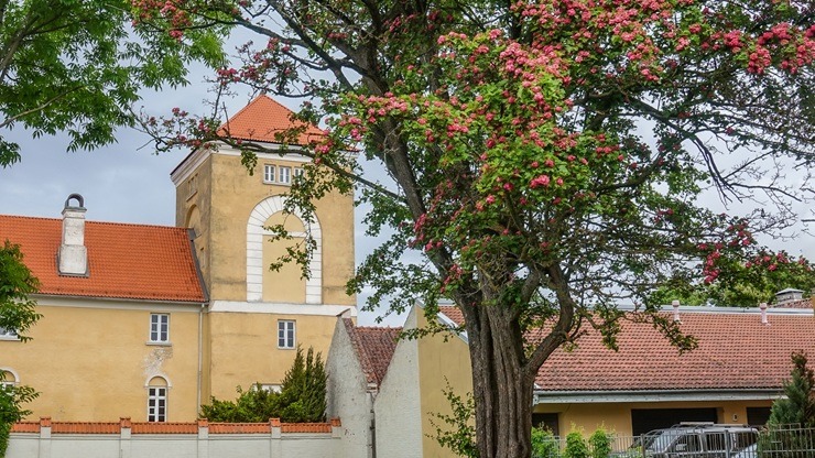 Ventspils vasaras paletē - piejūras pilsētu krāšņo skaisti ziedi 395402