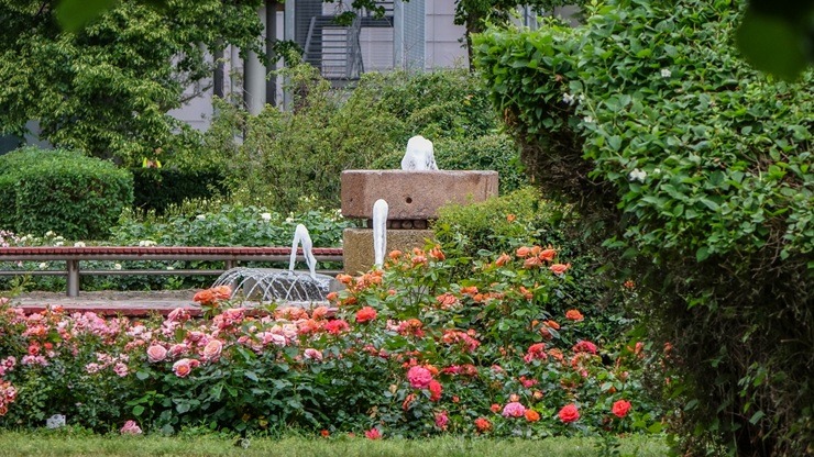 Ventspils vasaras paletē - piejūras pilsētu krāšņo skaisti ziedi 395390