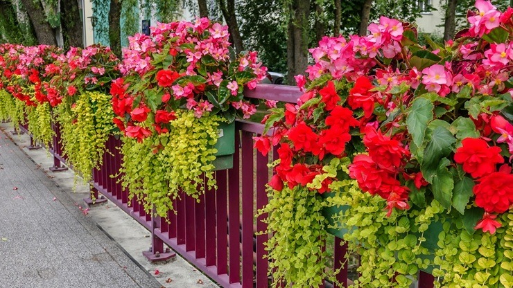Ventspils vasaras paletē - piejūras pilsētu krāšņo skaisti ziedi 395394