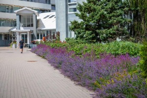 Jūrmala sumina sakoptākos īpašumus 4