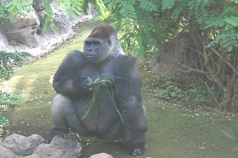 Starp lepnajiem tropu augiem lieliski jūtas arī sešas gorillas, kas pirms dažiem gadiem tika atvestas no dažādiem Eiropas zooloģiskajiem dārziem kā dz Starp lepnajiem tropu augiem lieliski jūtas arī sešas gorillas, kas pirms dažiem gadiem tika atvestas no dažādiem Eiropas zooloģiskajiem dārziem kā dz 19865