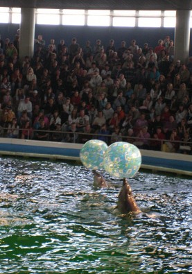 Kopā ar delfīniem šeit mitinās arī Kalifornijas jūras lauvas Lija un Henris (1996. gadā atceļoja no Vācijas Duisborgas zoologiskā dārza), kā arī mazul Kopā ar delfīniem šeit mitinās arī Kalifornijas jūras lauvas Lija un Henris (1996. gadā atceļoja no Vācijas Duisborgas zoologiskā dārza), kā arī mazul 22484