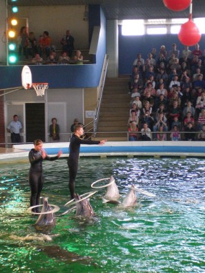 Biļešu cena uz delfināriju maksā 18 litus pieaugušajiem un 9 liti bērniem 22487