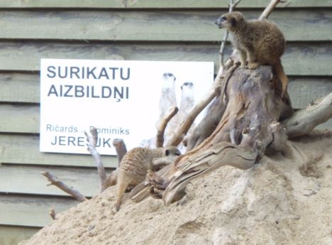 Gandrīz katram dzīvniekam ir savs aaizbildnis, kuram mēs un mūsu bērni var patiekties par iespēju redzēt Zooloģiskā dārza dzīvniekus. Gandrīz katram dzīvniekam ir savs aaizbildnis, kuram mēs un mūsu bērni var patiekties par iespēju redzēt Zooloģiskā dārza dzīvniekus. 23358