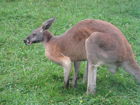 Austrālijas sarkanais ķengurs 26718