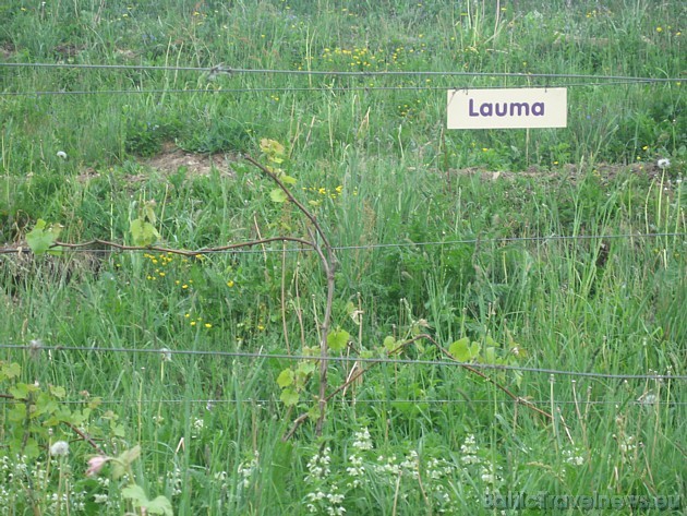 Vīna kalna tiek audzētas vairākas vīnogu šķirnes 33794