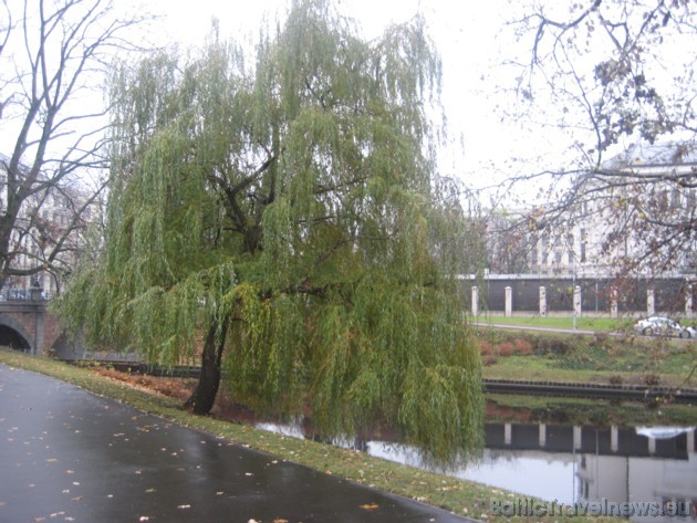 Neskatoties uz vēlo rudeni, kanālmalas vītols vēl nav zaudējis lepno lapu vainagu 38162
