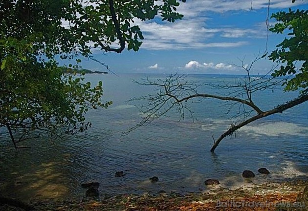 Kanopi House viesiem lielākoties piedāvā ar ūdeni saistītu atpūtu - snorkelēšanu, niršanu, laivu braucienus, braucienus ar kajakiem Kanopi House viesiem lielākoties piedāvā ar ūdeni saistītu atpūtu - snorkelēšanu, niršanu, laivu braucienus, braucienus ar kajakiem 40999