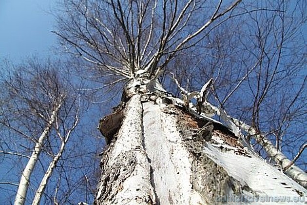 Sākoties pavasarim, tūrisma ziņu portāls izsludināja fotokonkursu Pavasaris Latvijā 2010. Uzvarētājs tiks izsludināts drīzumā! Sākoties pavasarim, tūrisma ziņu portāls izsludināja fotokonkursu Pavasaris Latvijā 2010. Uzvarētājs tiks izsludināts drīzumā! 42552