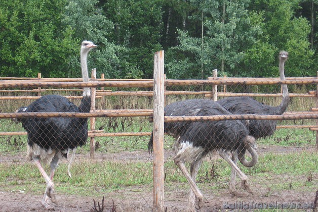 Mini zoo Salmiņi Mores pagastā ir interesants gan maziem bērniem, gan arī vecākiem 43155
