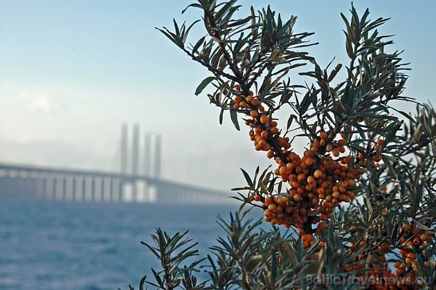 Skonē atrodas Malmes pilsēta, kur lielais Oresund tilts savieno Zviedriju un Dāniju
Foto: Skane.com Skonē atrodas Malmes pilsēta, kur lielais Oresund tilts savieno Zviedriju un Dāniju
Foto: Skane.com 43495