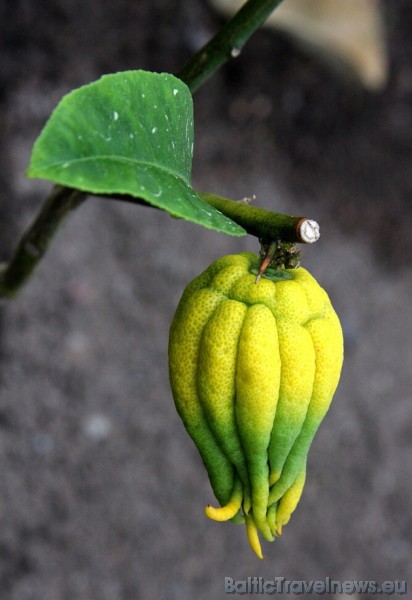 Interesenti var noskaidrot kā atšķirt citronu, mandarīnu un apelsīnu kokus, ja zaros var redzēt tikai lapas Interesenti var noskaidrot kā atšķirt citronu, mandarīnu un apelsīnu kokus, ja zaros var redzēt tikai lapas 45671
