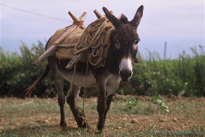 Horvātijā saglabājies gan dabas skaistums, gan tradīcijas, gan arī kultūras mantojums
Foto: Kroatische Zentrale für Tourismus/Juraj Kopac Horvātijā saglabājies gan dabas skaistums, gan tradīcijas, gan arī kultūras mantojums
Foto: Kroatische Zentrale für Tourismus/Juraj Kopac 46741