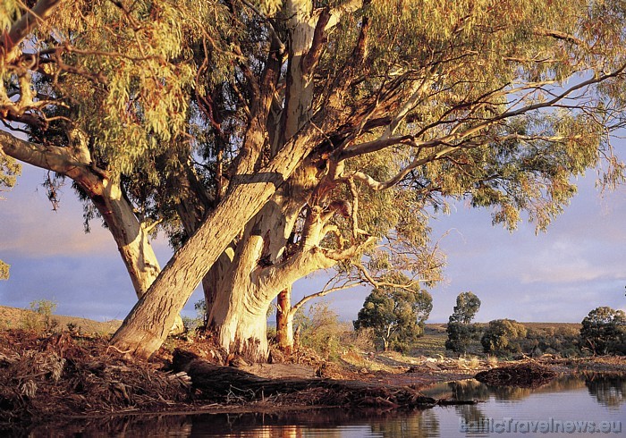 Austrālijā ir plaša augu daudzveidība un arī daudzi koki savvaļā ir atrodami tikai šajā kontinentā
Foto: SATC Austrālijā ir plaša augu daudzveidība un arī daudzi koki savvaļā ir atrodami tikai šajā kontinentā
Foto: SATC 49367