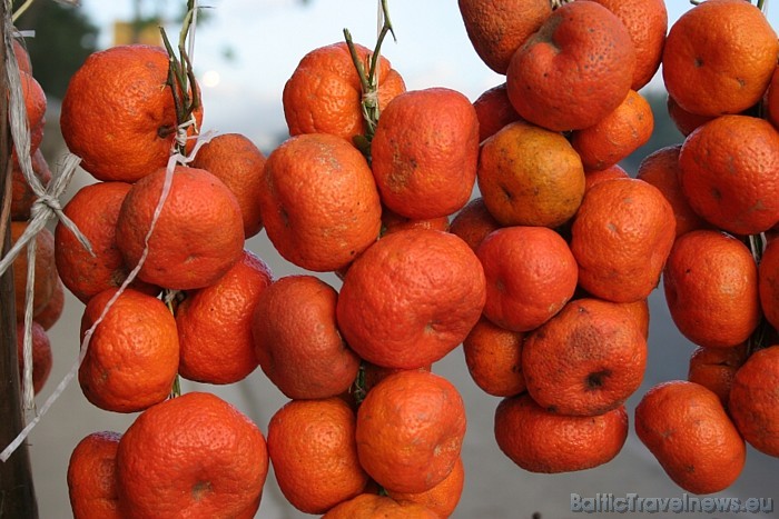 Dominikānas Republikas klimats ļauj izaudzēt bagātas ražas 
Foto: GoDominicanRepublic.com 49448