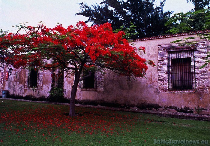 Tūristiem Dominikānas Republika ir iespēja iepazīt unikālu kultūru un apskatīt eksotiskas vietas
Foto: GoDominicanRepublic.com Tūristiem Dominikānas Republika ir iespēja iepazīt unikālu kultūru un apskatīt eksotiskas vietas
Foto: GoDominicanRepublic.com 49450