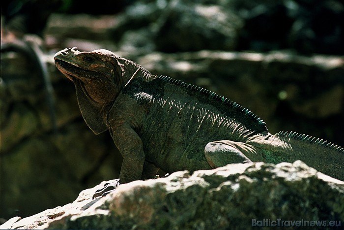 Vairāk informācijas par tūrisma iespējām Dominikānas Republikā iespējams atrast interneta vietnē www.godominicanrepublic.com
Foto: GoDominicanRepubli Vairāk informācijas par tūrisma iespējām Dominikānas Republikā iespējams atrast interneta vietnē www.godominicanrepublic.com
Foto: GoDominicanRepubli 49452