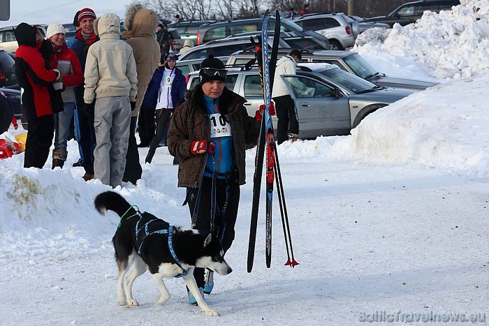 Kamanu suņi haskiji Latvijā top aizvien populārāki un iemīļotāki
Foto: Juris Ķilkuts/www.fotoatelje.lv Kamanu suņi haskiji Latvijā top aizvien populārāki un iemīļotāki
Foto: Juris Ķilkuts/www.fotoatelje.lv 54070