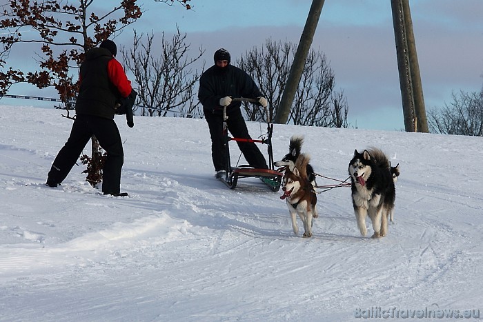 Valda uzskats, ka visiem haskijiem ir zilas acis, tomēr tā nav - sastopamas gan zilas, gan brūnas, gan pelēkas acis
Foto: Juris Ķilkuts/www.fotoatelj Valda uzskats, ka visiem haskijiem ir zilas acis, tomēr tā nav - sastopamas gan zilas, gan brūnas, gan pelēkas acis
Foto: Juris Ķilkuts/www.fotoatelj 54072