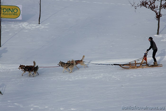 Informāciju par iespēju pavizināties haskiju kamanās iespējams atrast interneta vietnē www.husky.lv
Foto: Juris Ķilkuts/www.fotoatelje.lv Informāciju par iespēju pavizināties haskiju kamanās iespējams atrast interneta vietnē www.husky.lv
Foto: Juris Ķilkuts/www.fotoatelje.lv 54076