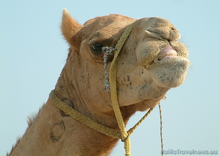 Katarā iespējams nodarboties gan ar burāšanu pa smiltīm, gan aizrauties ar jāšanu ar kamieļiem
Foto: fotohalde Katarā iespējams nodarboties gan ar burāšanu pa smiltīm, gan aizrauties ar jāšanu ar kamieļiem
Foto: fotohalde 54137