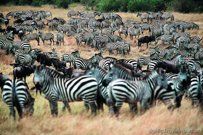 Lielajā dzīvnieku migrācijā katru gadu Masai Mara nacionālajā parkā var novērot, kā simtiem tūkstošu zebru un gnu šķērso Maras upi, lai savannā samekl Lielajā dzīvnieku migrācijā katru gadu Masai Mara nacionālajā parkā var novērot, kā simtiem tūkstošu zebru un gnu šķērso Maras upi, lai savannā samekl 54165