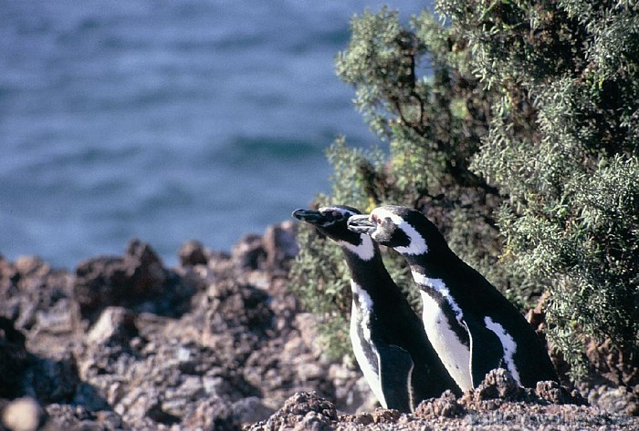Argentīnā ir daudzi nacionālie parki, kur apskatāms ļoti plašs eksotisku un neierastu dzīvnieku un augu klāsts
Foto: © argentina.travel 54177