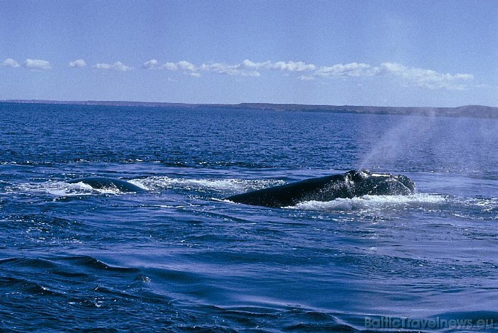 Argentīna ir iecienīts galamērķis tiem tūristiem, kuru mērķis ir vaļu vērošana
Foto: © argentina.travel 54186