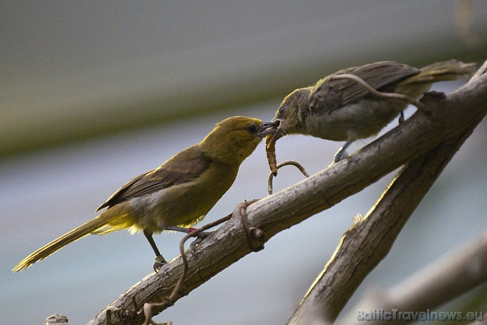 Ģimenes biļete (2 pieaugušie, viens bērns no 6 līdz 16 gadiem) - 46 eiro
Foto: Zoo Zürich, Martin Bucher Ģimenes biļete (2 pieaugušie, viens bērns no 6 līdz 16 gadiem) - 46 eiro
Foto: Zoo Zürich, Martin Bucher 54555