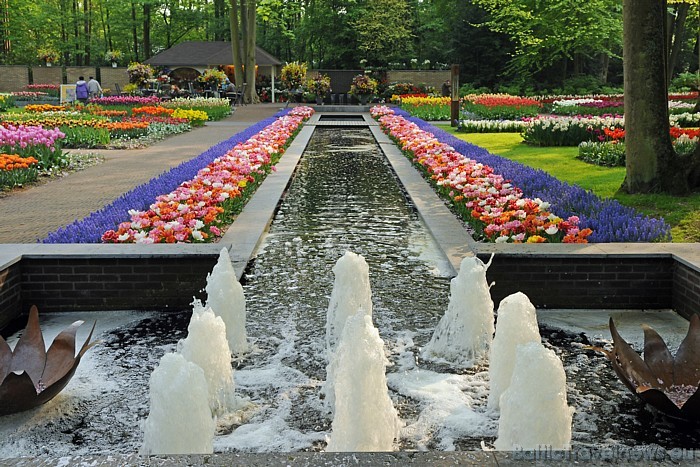 Viens no Keukenhof ziedu izstādi svarīgākajiem notikumiem - ziedu parāde - notiks 16.04.2011
Foto: PR Keukenhof Viens no Keukenhof ziedu izstādi svarīgākajiem notikumiem - ziedu parāde - notiks 16.04.2011
Foto: PR Keukenhof 54889