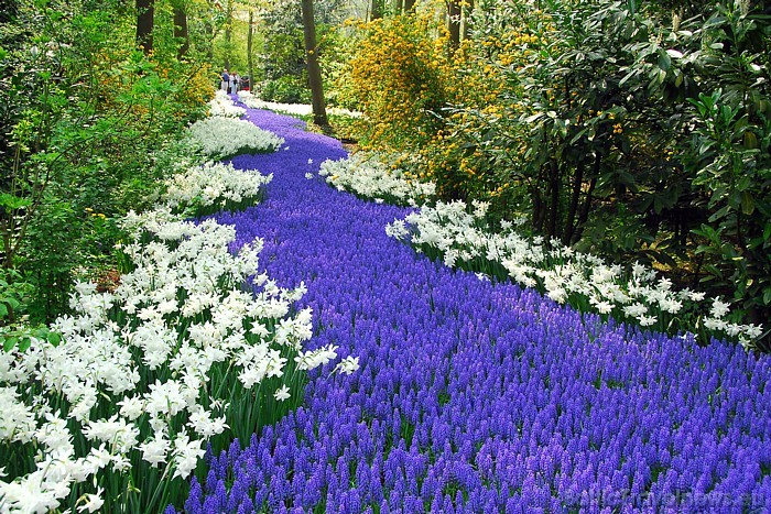 Keukenhofas parkā ziedu izstāde šogad būs apskatāma no 24.03.-20.05.2011 katru dienu no plkst. 08:00–19:30
Foto: PR Keukenhof Keukenhofas parkā ziedu izstāde šogad būs apskatāma no 24.03.-20.05.2011 katru dienu no plkst. 08:00–19:30
Foto: PR Keukenhof 54892