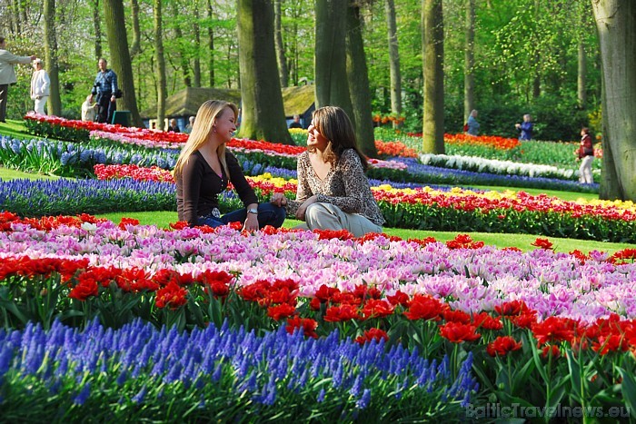 2010. gadā Keukenhofas ziedu dārzi atzīti par desmito interesantāko tūrisma objektu pasaulē
Foto: PR Keukenhof 2010. gadā Keukenhofas ziedu dārzi atzīti par desmito interesantāko tūrisma objektu pasaulē
Foto: PR Keukenhof 54900