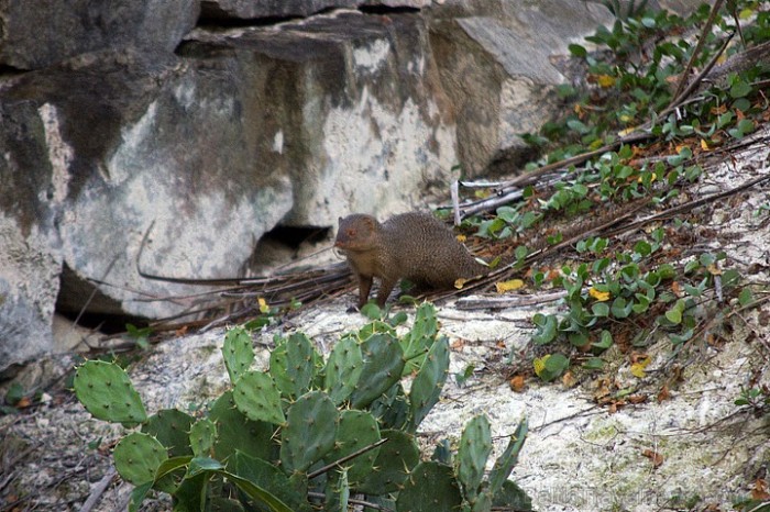 Mangustiņš bailīgi izlīdis no pludmales akmeņu alu labirintiem. Tūristu ekspansija Indijas dienvidu pludmalēs nes negatīvas sekas dabas vidē. Varkalai 57017