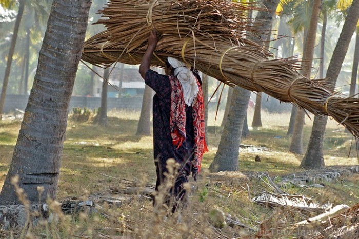 Piejūras dzīves ikdienas gaitās. Nokritušie kokospalmu zari ar lapām noder starpsienu pinumu veidošanā. Kerala
Foto: Guna Bērziņa Piejūras dzīves ikdienas gaitās. Nokritušie kokospalmu zari ar lapām noder starpsienu pinumu veidošanā. Kerala
Foto: Guna Bērziņa 57078