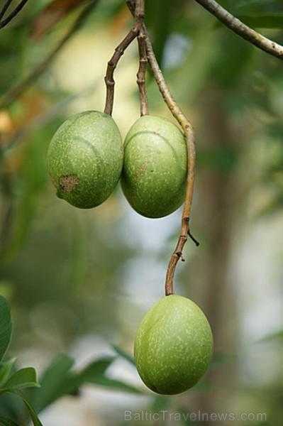 Avokado nokarājas pār krastu virs ūdens. Mango koki janvārī zied un augļus nesīs tikai pēc 3 mēnešiem. Kollam Backwaters. Foto: Guna Bērziņa Avokado nokarājas pār krastu virs ūdens. Mango koki janvārī zied un augļus nesīs tikai pēc 3 mēnešiem. Kollam Backwaters. Foto: Guna Bērziņa 57203