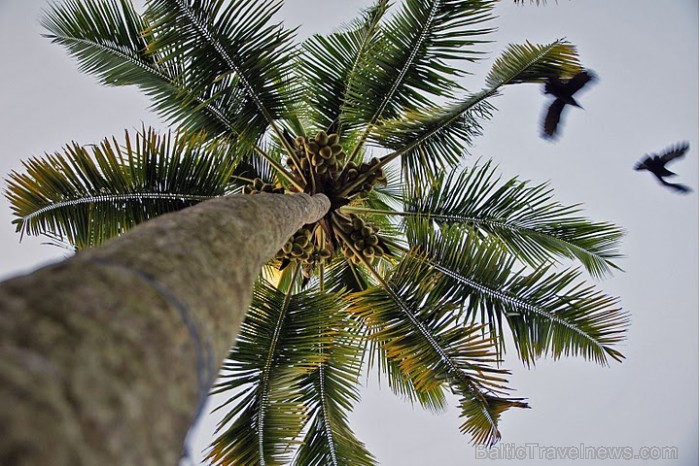 Kokospalmas cēli sagaida rītu. Tas ir novērtēts daudzpakāpju resurss: piens (sula), eļļa, rieksti, kurināmais- čaulas, būvmateriāli- lapas, zari, stum Kokospalmas cēli sagaida rītu. Tas ir novērtēts daudzpakāpju resurss: piens (sula), eļļa, rieksti, kurināmais- čaulas, būvmateriāli- lapas, zari, stum 57213