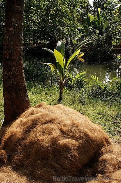Savākta, saplucināta un izžāvēta, sagatavota virvju vīšanai kokosšķiedra. Backwaters, Kollam. Foto: Guna Bērziņa Savākta, saplucināta un izžāvēta, sagatavota virvju vīšanai kokosšķiedra. Backwaters, Kollam. Foto: Guna Bērziņa 57214