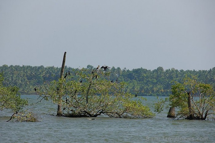 Backwaters – Ūdensputnu un zivju, garneļu un gliemju paradīze. Tie ir tīri un sezonāli tie kļūst saldūdens resursi. Kollam. Foto: Guna Bērziņa Backwaters – Ūdensputnu un zivju, garneļu un gliemju paradīze. Tie ir tīri un sezonāli tie kļūst saldūdens resursi. Kollam. Foto: Guna Bērziņa 57217