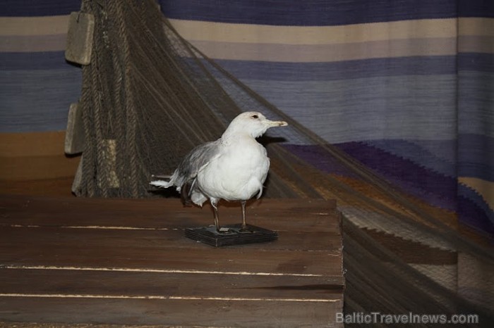 No sākuma zvejnieki savus tīklus darināja no lina, taču Hercoga Jēkaba laikā ieviesa kokvilnas tīklus.
Foto: Līga Jaunozola No sākuma zvejnieki savus tīklus darināja no lina, taču Hercoga Jēkaba laikā ieviesa kokvilnas tīklus.
Foto: Līga Jaunozola 59539