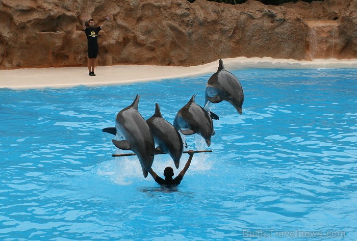 Travelnews.lv ceļojuma stāsts par Loro parku (Loro parque) - Loro parka unikalitāte piesaista tūristus no visas pasaules Travelnews.lv ceļojuma stāsts par Loro parku (Loro parque) - Loro parka unikalitāte piesaista tūristus no visas pasaules 64519