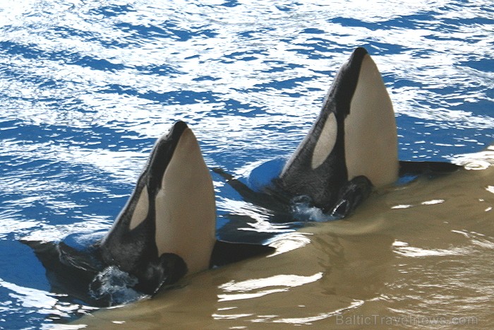 Travelnews.lv ceļojuma stāsts par Loro parku (Loro parque) - Loro parka unikalitāte piesaista tūristus no visas pasaules Travelnews.lv ceļojuma stāsts par Loro parku (Loro parque) - Loro parka unikalitāte piesaista tūristus no visas pasaules 64526