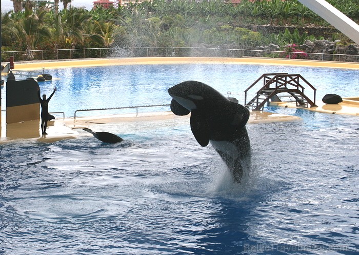 Travelnews.lv ceļojuma stāsts par Loro parku (Loro parque) - Loro parka unikalitāte piesaista tūristus no visas pasaules Travelnews.lv ceļojuma stāsts par Loro parku (Loro parque) - Loro parka unikalitāte piesaista tūristus no visas pasaules 64527