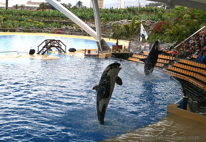 Travelnews.lv ceļojuma stāsts par Loro parku (Loro parque) - Loro parka unikalitāte piesaista tūristus no visas pasaules Travelnews.lv ceļojuma stāsts par Loro parku (Loro parque) - Loro parka unikalitāte piesaista tūristus no visas pasaules 64528