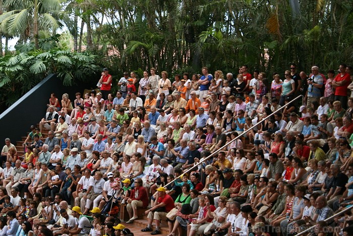 Travelnews.lv ceļojuma stāsts par Loro parku (Loro parque) - Loro parka unikalitāte piesaista tūristus no visas pasaules Travelnews.lv ceļojuma stāsts par Loro parku (Loro parque) - Loro parka unikalitāte piesaista tūristus no visas pasaules 64531