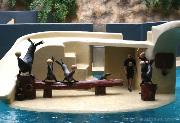 Travelnews.lv ceļojuma stāsts par Loro parku (Loro parque) - Loro parka unikalitāte piesaista tūristus no visas pasaules Travelnews.lv ceļojuma stāsts par Loro parku (Loro parque) - Loro parka unikalitāte piesaista tūristus no visas pasaules 64533