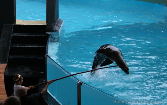 Travelnews.lv ceļojuma stāsts par Loro parku (Loro parque) - Loro parka unikalitāte piesaista tūristus no visas pasaules Travelnews.lv ceļojuma stāsts par Loro parku (Loro parque) - Loro parka unikalitāte piesaista tūristus no visas pasaules 64534
