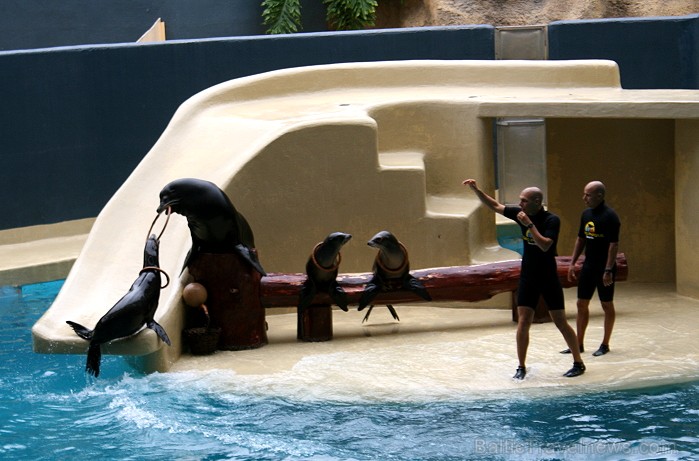 Travelnews.lv ceļojuma stāsts par Loro parku (Loro parque) - Loro parka unikalitāte piesaista tūristus no visas pasaules Travelnews.lv ceļojuma stāsts par Loro parku (Loro parque) - Loro parka unikalitāte piesaista tūristus no visas pasaules 64535