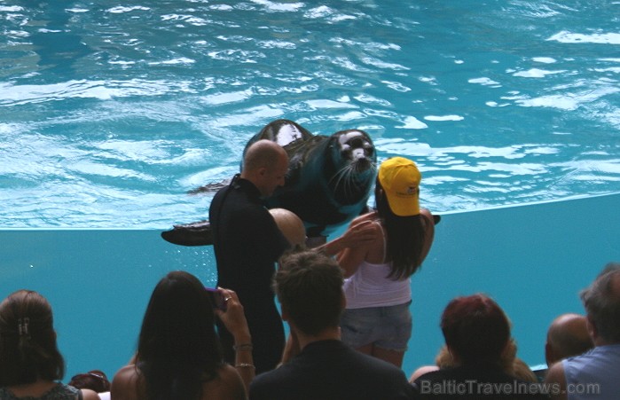 Travelnews.lv ceļojuma stāsts par Loro parku (Loro parque) - Loro parka unikalitāte piesaista tūristus no visas pasaules Travelnews.lv ceļojuma stāsts par Loro parku (Loro parque) - Loro parka unikalitāte piesaista tūristus no visas pasaules 64536